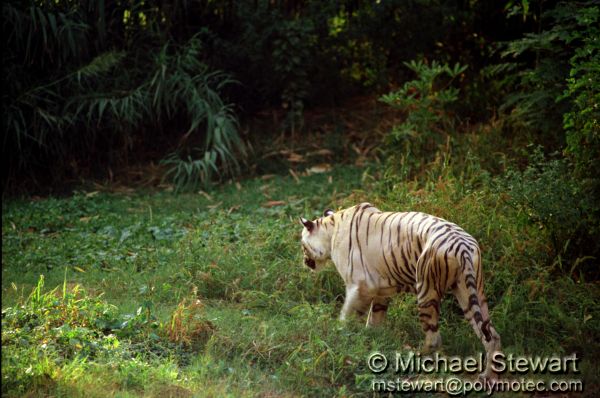Delhi Zoo - White Tiger